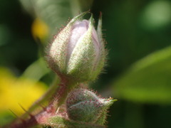 Rubus erythrops