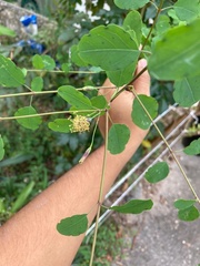 Porophyllum punctatum