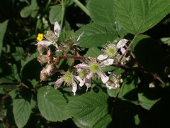 Rubus erythrops
