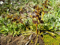 Aciphylla hectori