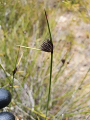 Mesomelaena pseudostygia