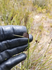 Mesomelaena pseudostygia