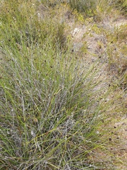 Mesomelaena pseudostygia