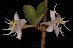 Medinilla beddomei