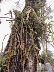 Rhipsalis paradoxa