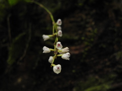 Sirhookera lanceolata