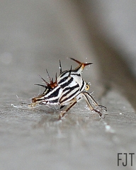Aconophora