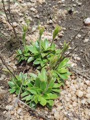 Craterostigma wilmsii