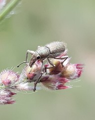 Aosseterus melancholius