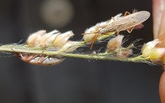 Paromius paraclypeatus