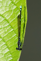 Argia adamsi