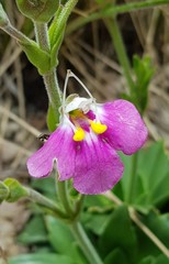 Craterostigma wilmsii