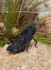 Lobosceliana