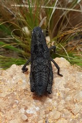 Lobosceliana