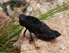 Lobosceliana