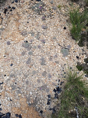 Frithia pulchra