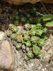 Anacampseros decapitata