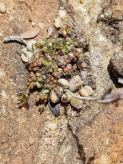 Anacampseros decapitata