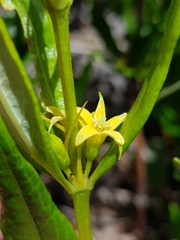 Fadogia homblei