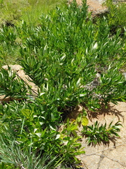 Fadogia homblei