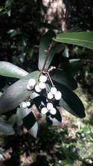 Daphnopsis racemosa