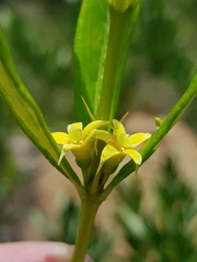 Fadogia homblei
