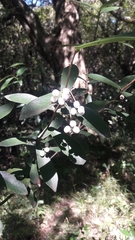 Daphnopsis racemosa