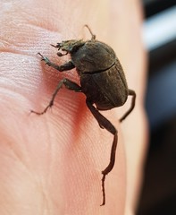 Sisyphus impressipennis