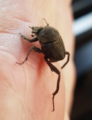 Sisyphus impressipennis