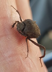 Sisyphus impressipennis