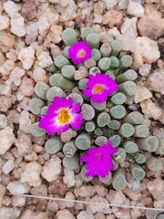 Frithia pulchra