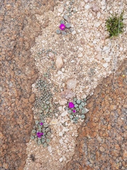Frithia pulchra