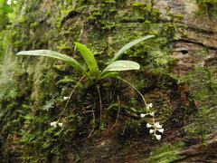 Sirhookera lanceolata
