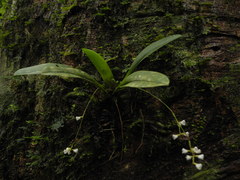 Sirhookera lanceolata