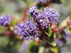Ceanothus pinetorum