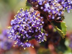 Ceanothus pinetorum
