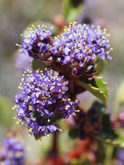 Ceanothus pinetorum
