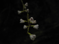 Sirhookera lanceolata