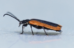 Calochrominae