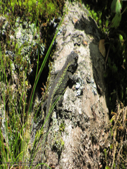 Sceloporus anahuacus
