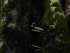 Sirhookera latifolia