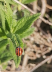 Epilachna geometrica