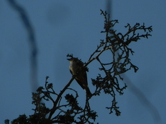 Pyrocephalus rubinus