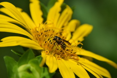 Dianthidium curvatum