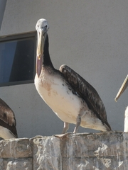 Pelecanus thagus