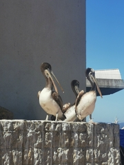 Pelecanus thagus