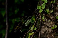 Sirhookera latifolia