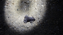 Elachistocleis bicolor