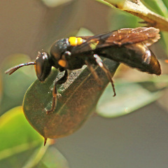 Amphylaeus morosus