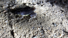 Elachistocleis bicolor